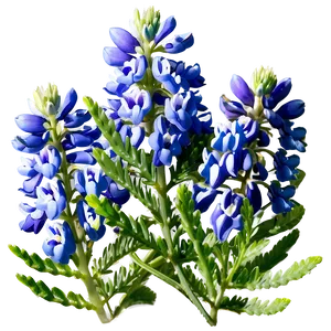 Bluebonnet Natural Habitat PNG 61