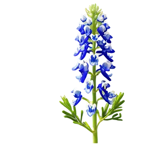 Bluebonnet Natural Habitat PNG Nxb PNG