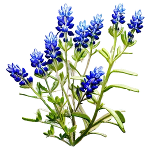 Bluebonnet Sunrise View PNG 60