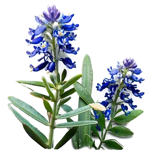 Bluebonnet Sunrise View PNG Fni
