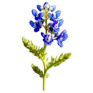 Bluebonnet With Blue Sky PNG 06272024