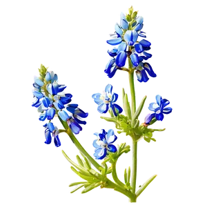 Bluebonnet With Blue Sky PNG 66