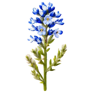Bluebonnet With Blue Sky PNG Uff PNG