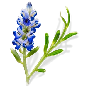 Bluebonnet With Dew Drops Png 06272024 PNG image