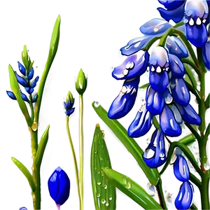 Bluebonnet With Dew Drops Png 06272024 PNG image