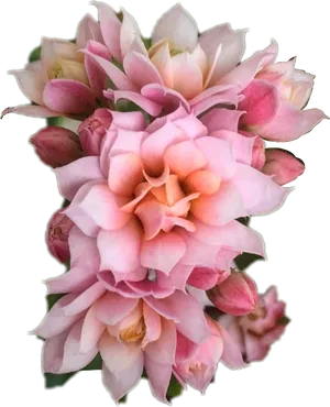 Blushing Pink Kalanchoe Blossom Cluster PNG image