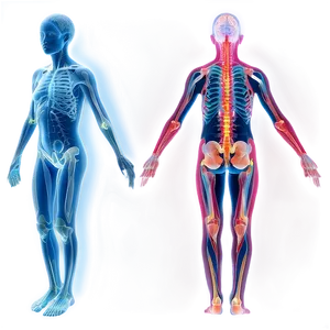 Body Scan Medical Png 06242024 PNG image