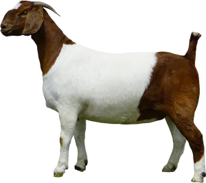 Boer Goat Side View.png PNG image