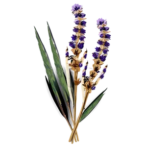 Boho Dried Flowers PNG 06272024