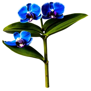 Bold Blue Orchid PNG 06252024 PNG