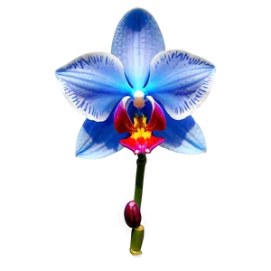 Bold Blue Orchid PNG Hjl69 PNG