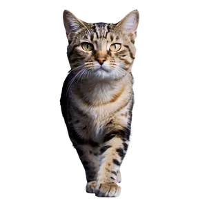 Bold Cat Meme PNG 15 PNG