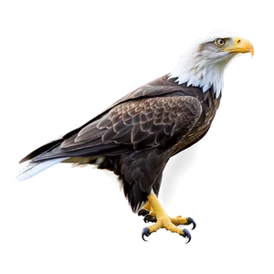 Bold Eagle PNG Fsh