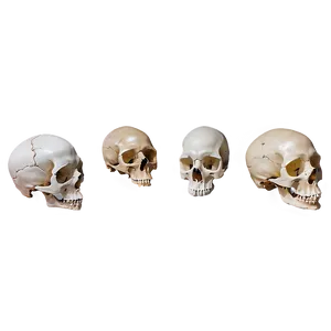 Bone And Skull Png 83 PNG image