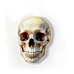 Bone Diagram PNG 13 PNG