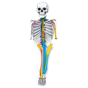 Bone Diagram Png Ngc81 PNG image