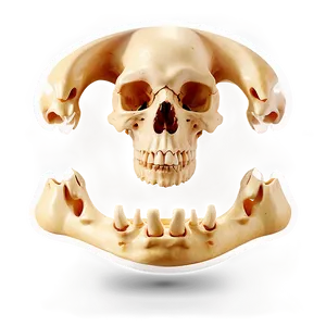Bone Icons PNG 05242024