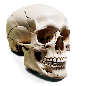 Bone Structure Png Taa PNG image