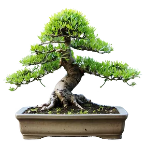 Bonsai Plant Clipart Png 06272024 PNG image