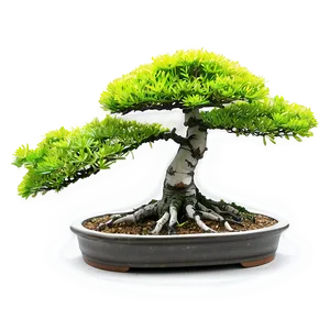 Bonsai Plant Clipart Png 27 PNG image