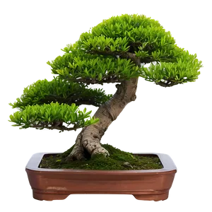 Bonsai Plant PNG 05032024