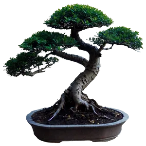 Bonsai Plant PNG 20
