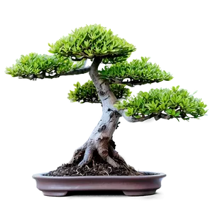 Bonsai Plant PNG Csy