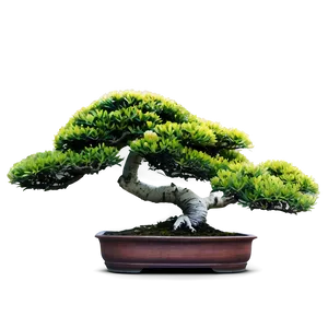 Bonsai Plant PNG Hhm15