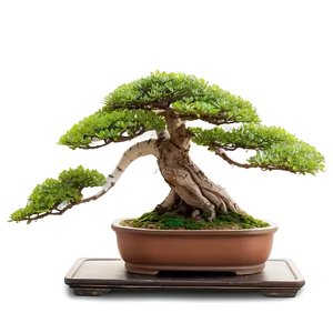 Bonsai Plants Png 1 PNG image