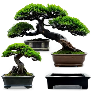 Bonsai Plants PNG 95