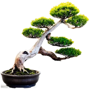 Bonsai Tree At Sunrise PNG 34