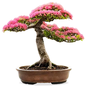 Bonsai Tree At Sunrise Png Mfr PNG image