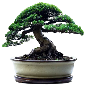 Bonsai Tree Illustration Png Bhu53 PNG image