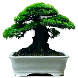 Bonsai Tree Silhouette PNG Jbg