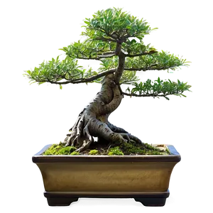 Bonsai Tree Sketch Png 12 PNG image