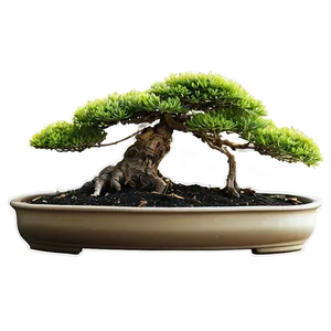 Bonsai Tree Sprouting PNG 06202024