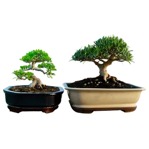Bonsai Tree Sprouting PNG Mmu94 PNG