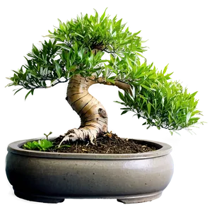 Bonsai Tree With Bamboo Png 06202024 PNG image