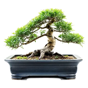 Bonsai Tree With Bamboo PNG Bgj