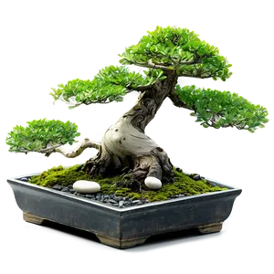 Bonsai Tree With Zen Stones Png 50 PNG image