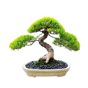 Bonsai Tree With Zen Stones PNG Cuj PNG
