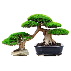 Bonsai Tree With Zen Stones PNG Jhq36 PNG