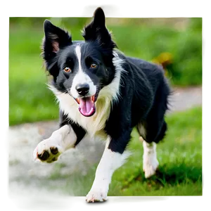 Border Collie Running PNG 06132024 PNG