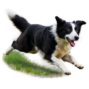 Border Collie Running PNG 06132024 PNG