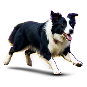 Border Collie Running PNG 06132024 PNG