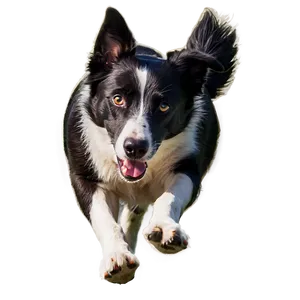 Border Collie Running PNG Wfh PNG