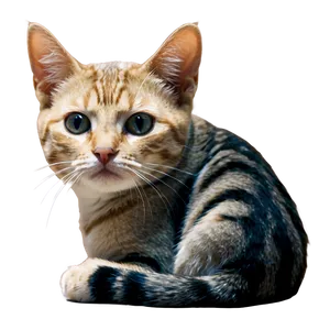 Bored Cat Meme PNG Jqd62