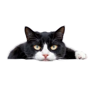Bored Cat Meme PNG Vxb