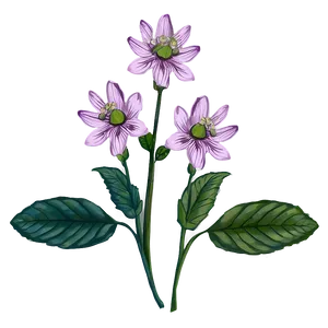 Botanical Flower Drawing PNG Uoa PNG