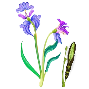 Botanical Flower Outline PNG 05252024 PNG